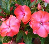 New Guinea Impatiens Picture