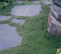 Woolly Thyme Picture