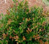 Coppertone™ Dystilium