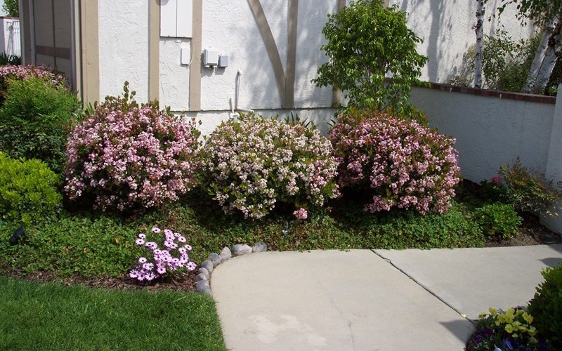 indian hawthorn landscaping