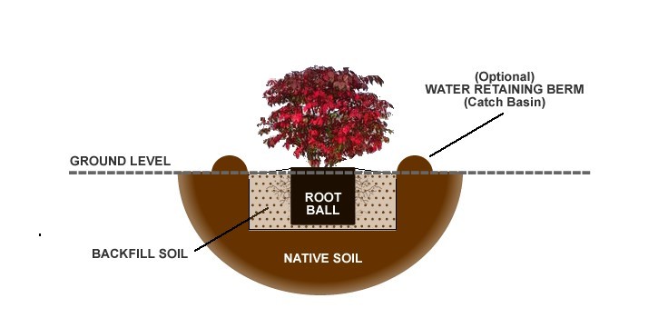 What is involved with transplanting a burning bush?