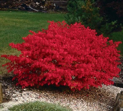 How To Plant A Dwarf Burning Bush