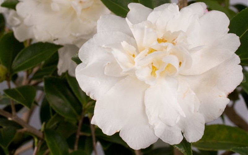 Diana™ Camellia Sasanqua Picture