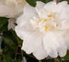 Diana™ Camellia Sasanqua
