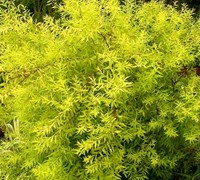 Mellow Yellow Spirea Picture