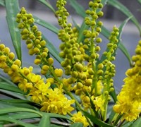Soft Caress Mahonia Picture