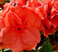 Autumn Monarch Encore Azalea Picture