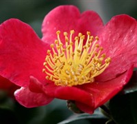 Yuletide Camellia Picture