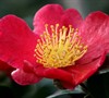 Yuletide Camellia