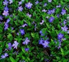 Bowles Vinca Minor