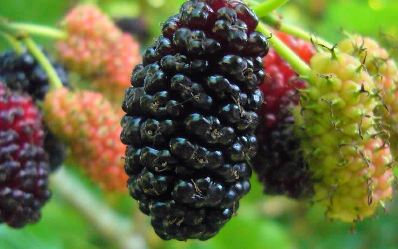 Red Mulberry Picture