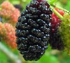 Red Mulberry Picture