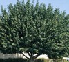 Red Mulberry