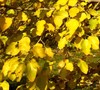 Red Mulberry