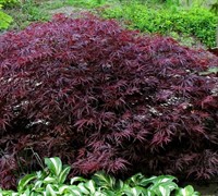 Red Dragon Japanese Maple Picture