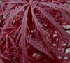 Red Dragon Japanese Maple