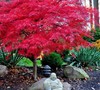 Red Dragon Japanese Maple