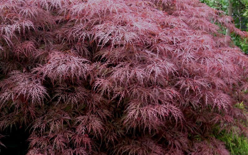 Red Dragon Japanese Maple Picture