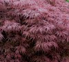 Red Dragon Japanese Maple