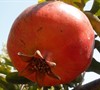 Girkanets Pomegranate