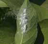 Picture about What Are The White Fluffy Insects On My Plants