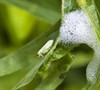 Picture about What Are The White Fluffy Insects On My Plants