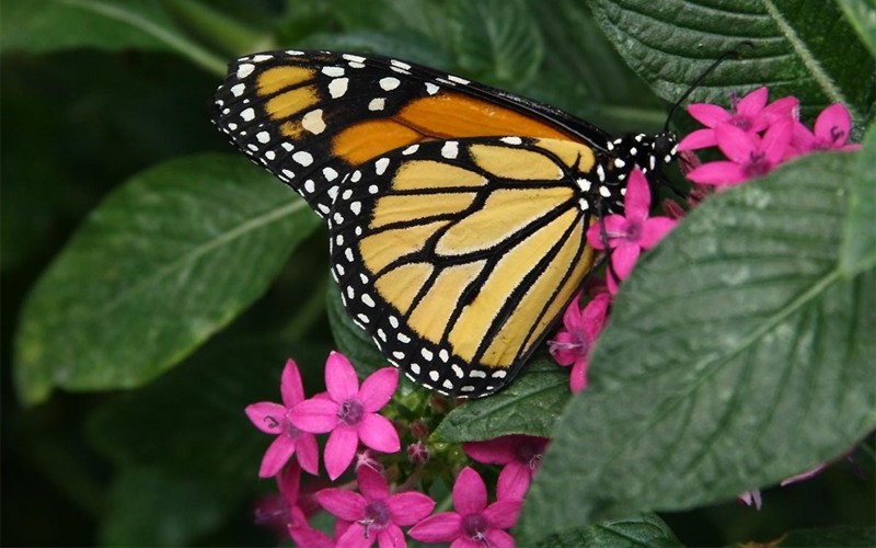 Butterfly on Pentas