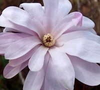Pink Stardust Magnolia Picture