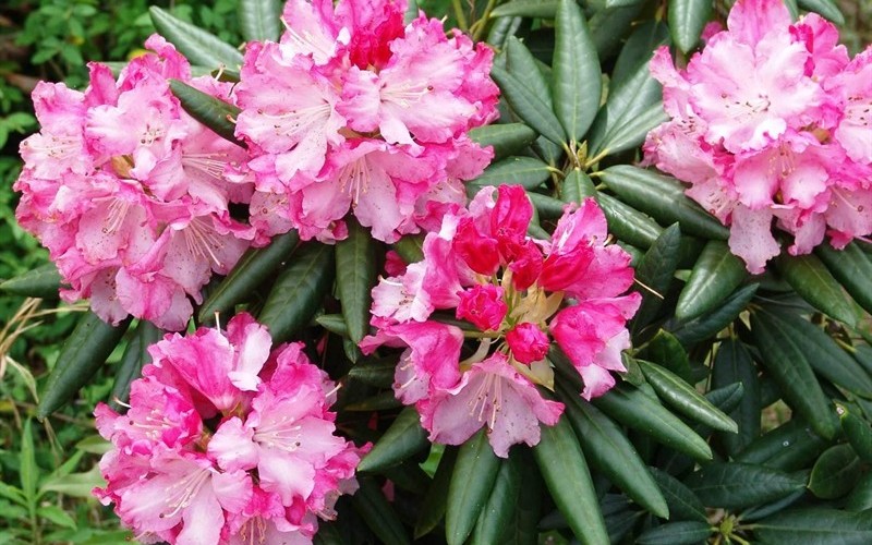 Southgate Brandi Rhododendron Picture