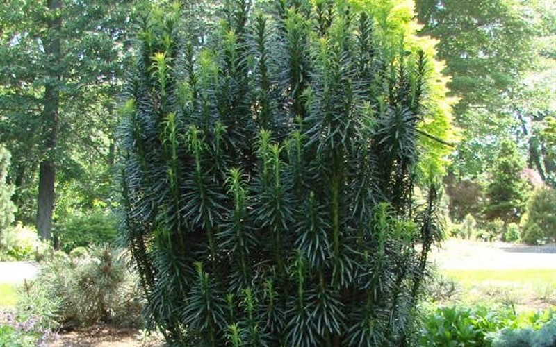 Japanese Plum Yew Picture