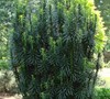 Japanese Plum Yew