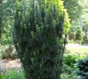 Japanese Plum Yew