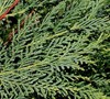 Leyland Cypress Picture