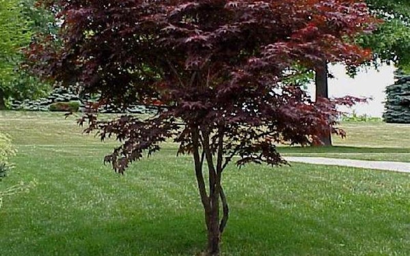 Hefners Red Japanese Maple Picture