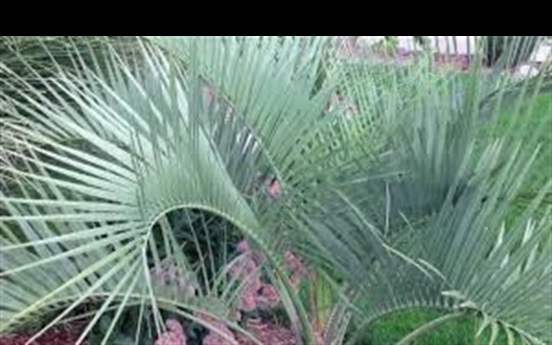 Pindo Palm Picture