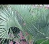 Pindo Palm