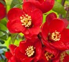 Crimson & Gold Flowering Quince
