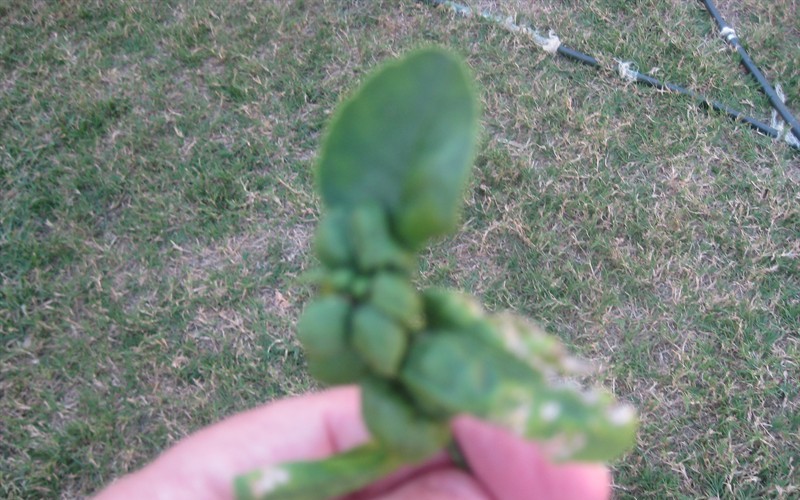 #4 Curl leaf next to a brown and eaten one