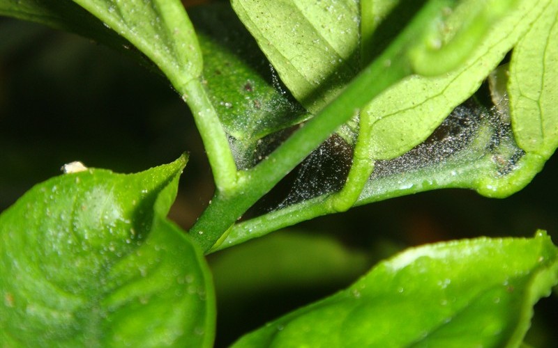 Spider mites on Citrus