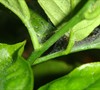 Spider mites on Citrus