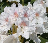 Southgate Charm Rhododendron Picture