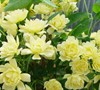 Picture about Antique Yellow Rose, Fuzzy Thorns, Once Blooming