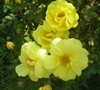 Picture about Antique Yellow Rose, Fuzzy Thorns, Once Blooming