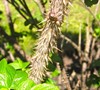 Picture about Antique Yellow Rose, Fuzzy Thorns, Once Blooming
