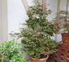 Picture about How To Fertilize An Adrian's Japanese Maple?
