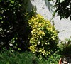 Picture about Re Doing Flower Bed In Front Of House
