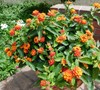Little Lucky Red Lantana