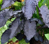 Painted Black Gecko Colocasia Picture