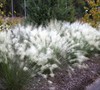 White Cloud Muhly Grass