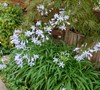 Peter Pan Agapanthus